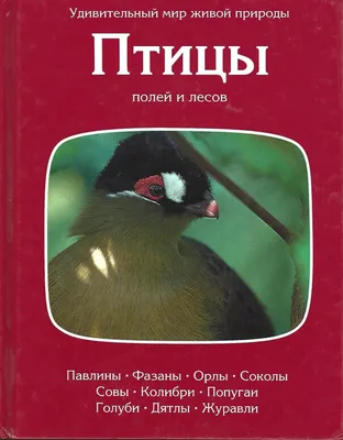 Иллюстрация 14 из 38 для Птицы леса - Бровкина, Сивоглазов | Лабиринт -  книги. Источник: мамаОля