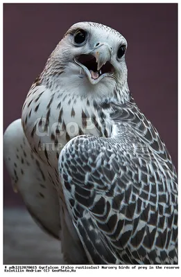 Фотография Кречет (Falco rusticolus) Питомник хищных птиц в заповеднике  Галичья Гора, Липецкая область, | Фотобанк ГеоФото/GeoPhoto | GetImages  Group