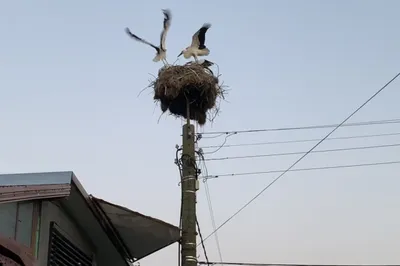 Воронежский заповедник опубликовал фотографии первых прилетевших птиц