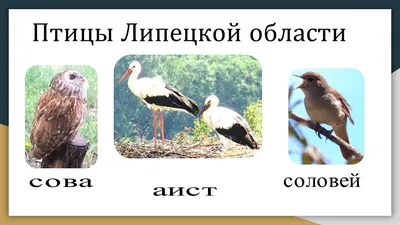 Подведены итоги областного эколого-просветительского конкурса  «Синицы-озорницы и другие птицы» |