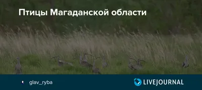 Чернозобая гагара (Gavia arctica). Птицы Дальнего Востока России.