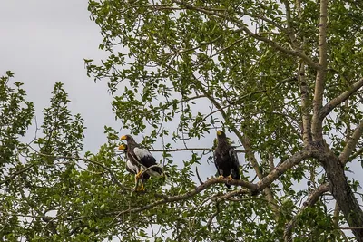 Открытие арт-композиции семейства белоплечих орланов прошло в Городском  парке Магадана - MagadanMedia