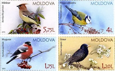 Около 20 видов птиц обнаружили у берегов Днестра во время недавнего разлива  реки | Новости Приднестровья