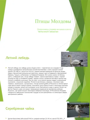 Молдова-2021 фауна, национальная дикая природа под угрозой исчезновения,  птицы, вып. ЕВРОПА, в м/л Лот №6538712794 - купить на Crafta.ua