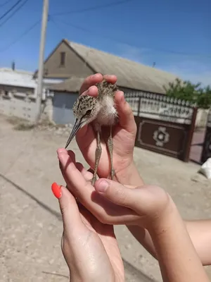 Птицы молдовы фото фото