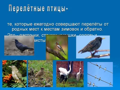 Молдова Европа Фауна - Птицы Беркут Аист. 2 м/л с купоном + 2 мар. 2019 г.