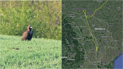 Фотографии птиц, которые обитают в Молдове