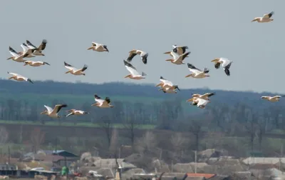 Купить Молдова 2021 Птицы 4 марки MNH, цена 1 290 руб — (265337500552)
