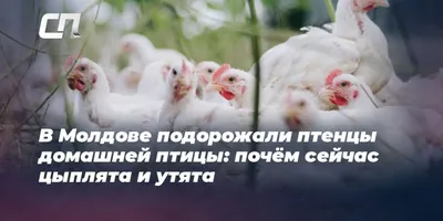 В Молдове проходит конкурс фотографий «Покорми птиц зимой»