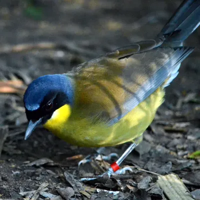 Цифра дня: Сколько редких птиц обнаружили брянские таможенники в багаже  молдаванина - Locals