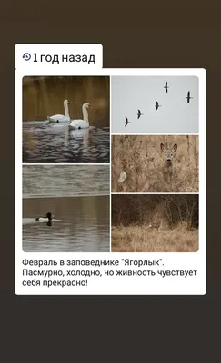 Птицы молдовы и названия - картинки и фото poknok.art