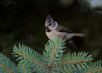 Фотогалерея - Птицы (Aves) - Обыкновенный щегол (Carduelis carduelis) -  Природа Республики Мордовия