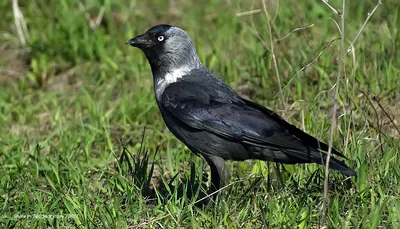 Птицы и звери Республики Мордовия - Природа Республики Мордовия