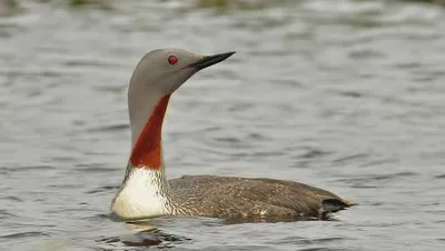 ЖЕЛТОЛОБАЯ ТРЯСОГУЗКА MOTACILLA LUTEA - НОВЫЙ ВИД ПТИЦ РЕСПУБЛИКИ МОРДОВИЯ