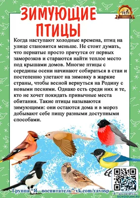 В природном парке «Усть-Медведицкий» начинают подкармливать птиц