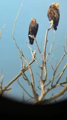 Diario de Birds of Russia and Crimea | Птицы России и Крыма · NaturaLista  Colombia