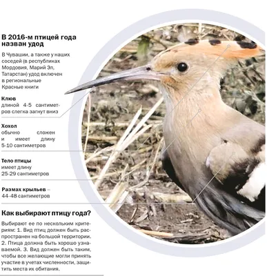 Птицы Мордовии 2023 | ВКонтакте
