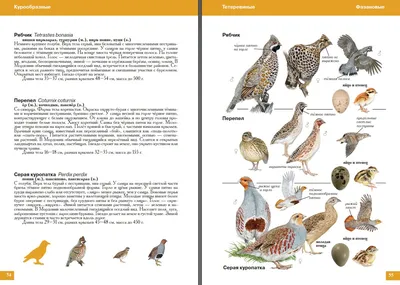 Фотографии птиц Мордовии от В. Силаева - Природа Республики Мордовия