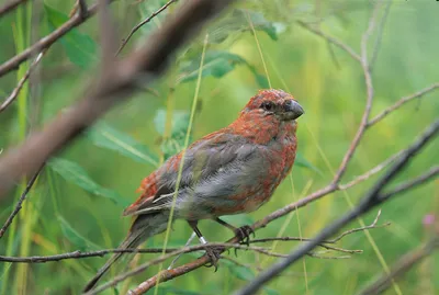 Фотографии птиц Мордовии от В. Силаева - Природа Республики Мордовия