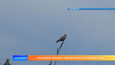 Средний пестрый дятел (Dendrocopos medius) - новый вид птиц в Мордовском  заповеднике