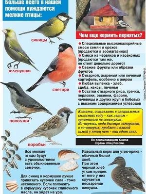 Птицы в Москве и Подмосковье. Birds of Moscow and in the Moscow region,  Russia. - YouTube