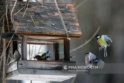 В Московской области попросили не беспокоить птиц - новости Подмосковья |  Атмосфера