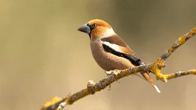 Birds of Moscow area (Птицы Москвы и Московской области). Фотограф Михаил  Ездаков