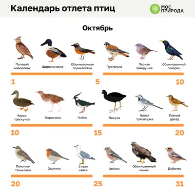 Календарь полетов. Москвичам рассказали, какие птицы улетят на зимовку  первыми и последними