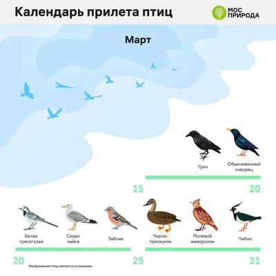Календарь возвращения в Москву перелетных птиц составили в Мосприроде