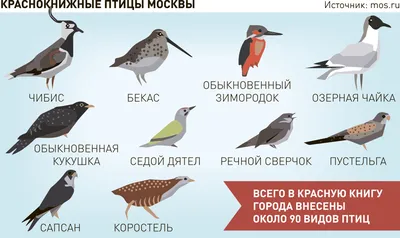 В 2020 году в природных парках Москвы водоплавающие птицы вывели 861 птенца  | Мосприрода | Дзен