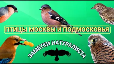 В Москве в этом году встретили 46 видов редких птиц - Российская газета