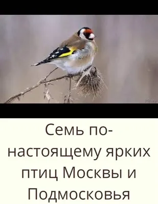 Первые птицы начали улетать на зимовку из Москвы - Российская газета