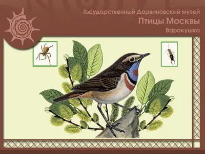 Птицы Москвы и Московской области - Телеканал «Моя Планета»