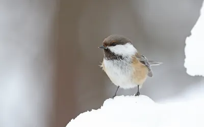 Птицы Мурманской области - фото с названиями и описанием