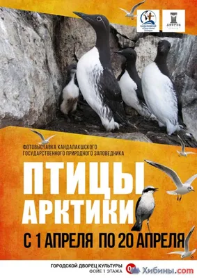 1 апреля 2015 · 1 апреля – Международный день птиц. В Мурманской области их  – 282 вида · Образование и наука · ИСККРА - Информационный сайт «Кольский  край»