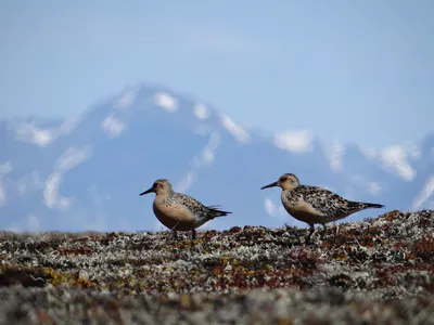 Куда летят воробьиные птицы из Мурманской области на зимовку |  Информационное агентство «Би-порт»