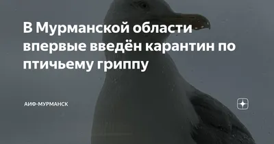 Болотная птица в Мурманской области - KP.RU