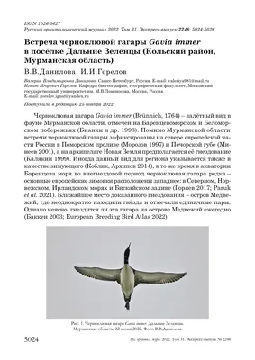 Calaméo - Птицы - обитатели водоёмов Мурманской области