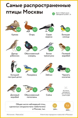Полезные птицы в саду: как привлечь их на дачный участок