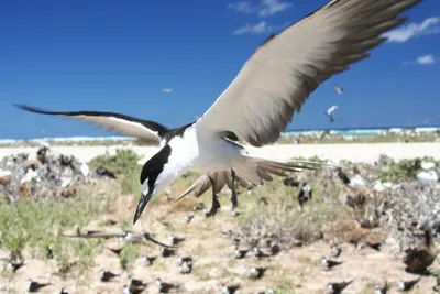 Самые редкие птицы мира | Пикабу