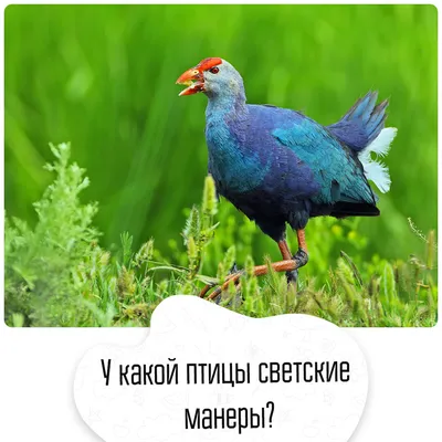 В Сургуте и районе встречаются до 50 видов птиц | Stribuna