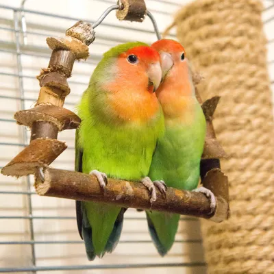 Попугаи-неразлучники: птицы, которые умеют любить | Ботаничка | Дзен