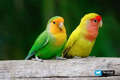 Содержание попугаев-неразлучников. Как определить пол попугая неразлучника