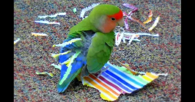 Неразлучники: интересные подробности из жизни влюбленных попугаев | Заметки  о животных | Дзен