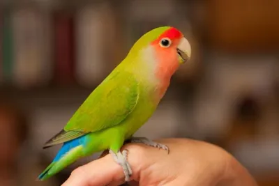 Зачем попугаи-неразлучники вставляют полоски бумаги себе в хвост:  особенности поведения попугаев