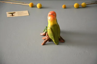 Правила содержания попугаев-неразлучников