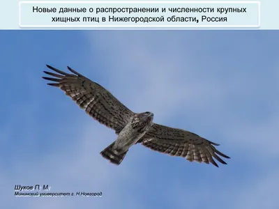 Список птиц Нижегородской области