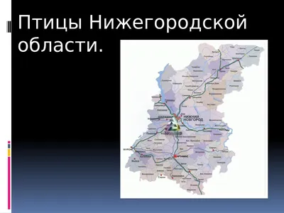 Многие птицы могут погибнуть из-за ледяного дождя в Нижегородской области |  События | ОБЩЕСТВО | АиФ Нижний Новгород