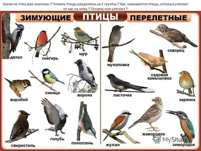 Какие птицы остаются зимовать в России? | Garden-Zoo.ru | Дзен