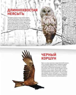Редчайшая выхухоль в опасности - топ-5 самых редких животных и птиц  Нижегородской области (ФОТО)